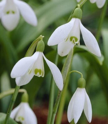 Galanthus Elwesii 5-6