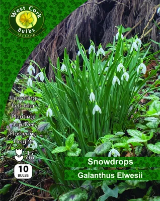Galanthus Elwesil 10 Bulbs