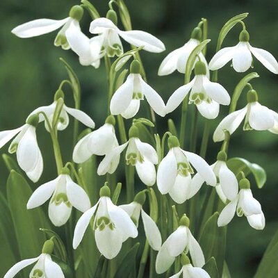 Galanthus Woronowii 5-6