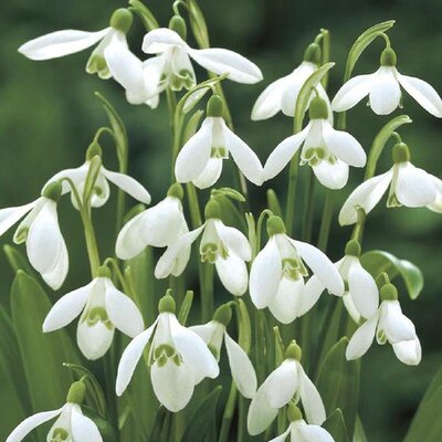 Galanthus Woronowii 5-6