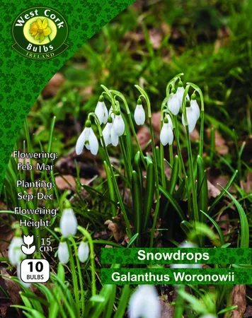 Galanthus Woronowil 10 Bulbs