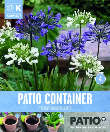 Garden Container Pack Agapanthus - Out Of Africa