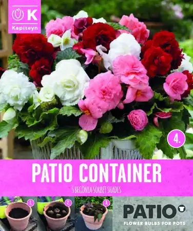 Garden Container Pack Begonia Double - Sorbet Shades