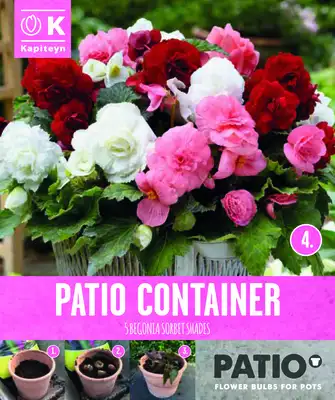 Garden Container Pack Begonia Double - Sorbet Shades