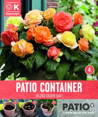 Garden Container Pack Begonia Double - Sunshine Shades - image 1