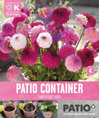 Garden Container Pack Dahlia Pompon - Sorbet Shades