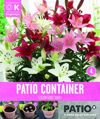 Garden Container Pack Lilium Dwarf - Sorbet Shades