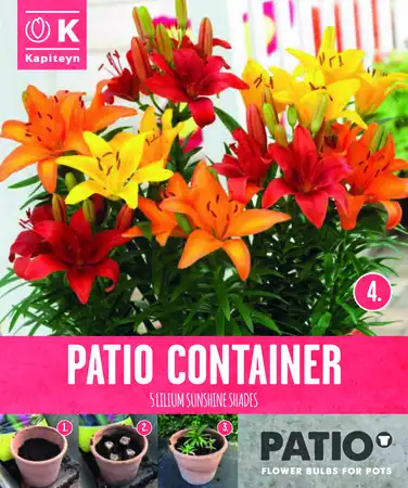 Garden Container Pack Lilium Dwarf - Sunshine Shades