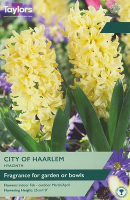 Garden Hyacinth City Of Haarlem 14-15