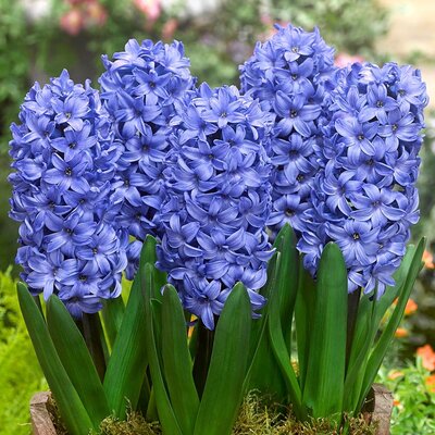 Garden Hyacinth Delft Blue 14-15