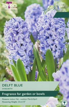Garden Hyacinth Delft Blue 14-15