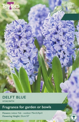 Garden Hyacinth Delft Blue 14-15