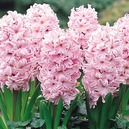 Garden Hyacinth Fondant 14-15