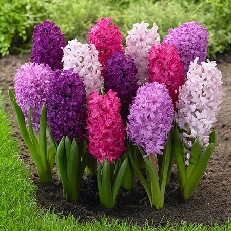 Garden Hyacinth Mixed 14-15