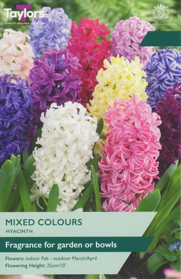 Garden Hyacinth Mixed 14-15