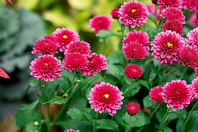 Garden Mum 19cm