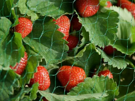 Garden Netting  15mm  2x5m  Green