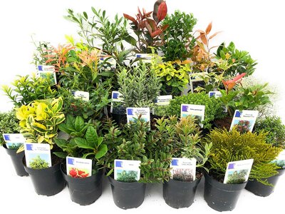 GardenShrub mix 6-pack(9 cm pots)