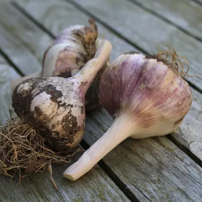 Garlic Bulbs
