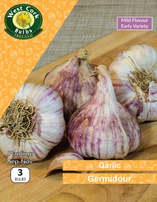 Garlic Germidour 3 Bulbs
