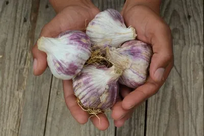 Garlic - Germidour