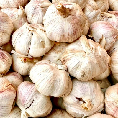 Garlic - Thermidrome