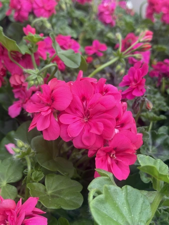 Geranium 13cm - image 1