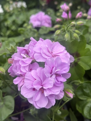 Geranium 13cm - image 2