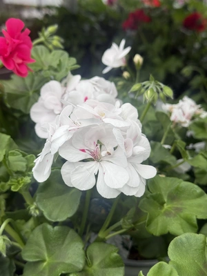 Geranium 13cm - image 3