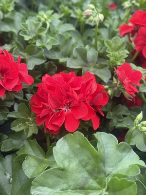 Geranium 13cm - image 4
