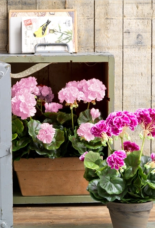 Geranium Pink In Balcony Tray Terra - L29Xw13Xh40Cm - image 5