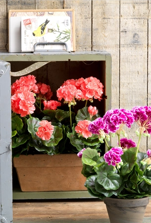 Geranium Salmon In Balcony Tray Terra - L29Xw13Xh40Cm - image 4