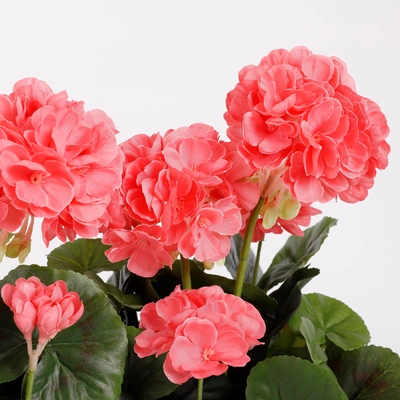 Geranium Salmon In Balcony Tray Terra - L29Xw13Xh40Cm - image 2