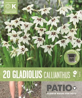 Gladiolus Callianthus Syn. Acidanthera