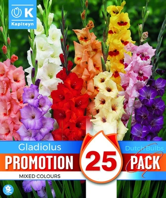 Gladiolus Mix