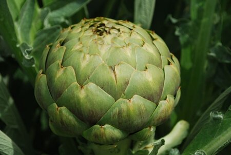 Globe Artichoke