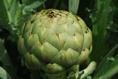 Globe Artichoke