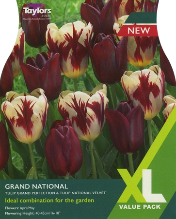 Grand National XL 10-11cm
