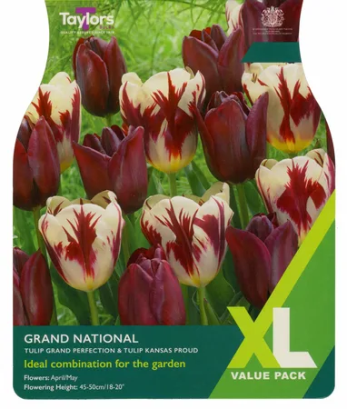 Grand National XL 10-11cm