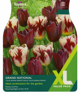 Grand National XL 10-11cm
