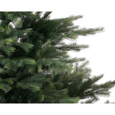 Grandis Fir H210.00Cm - image 2