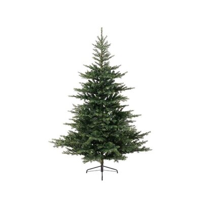 Grandis Fir H210.00Cm - image 1