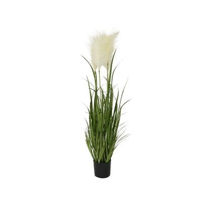 Grass Pampas In Pot Plastic Green/White