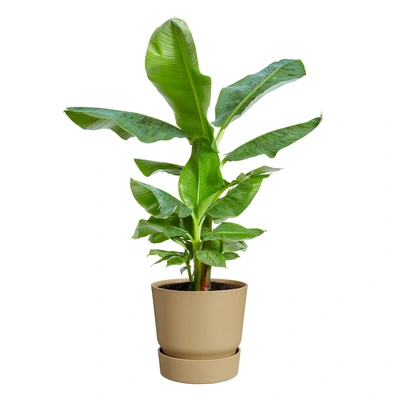 Greenville Round 40Cm Golden Sand - image 1