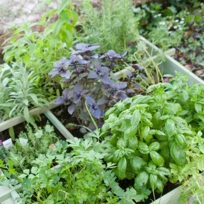 Grow you own Herbs