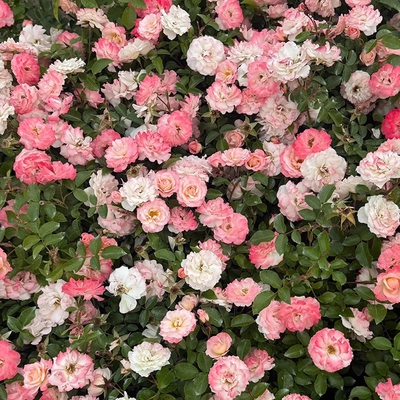 Happy Retirement Shell Pink