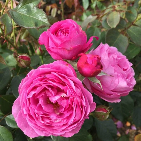 Happy Wedding Anniversary Lilac Pink