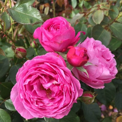 Happy Wedding Anniversary Lilac Pink