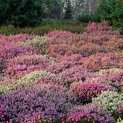 heathers erica mix