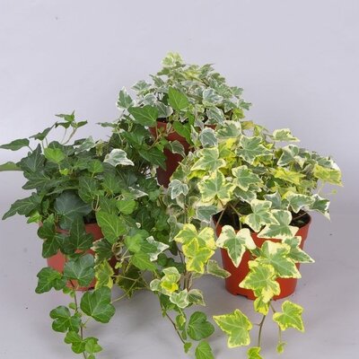 Hedera mix P13